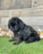 Cavapoo puppy for sale Carson