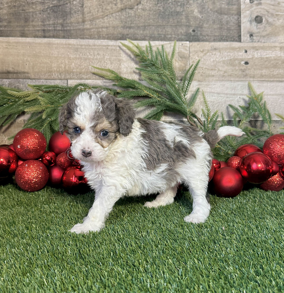 Cavapoo puppy for sale Kingston