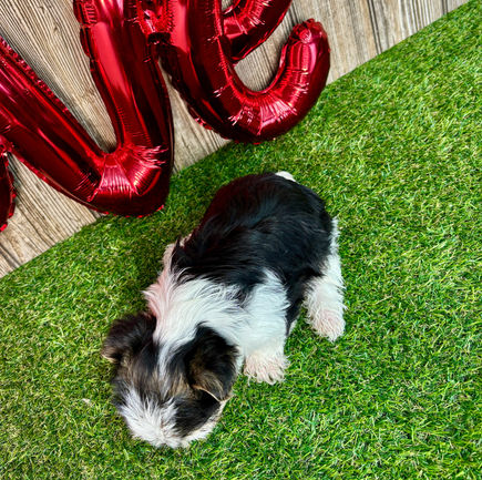 Morkie puppy for sale Wren