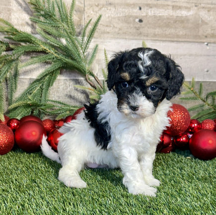 Cavapoo puppy for sale Klaire