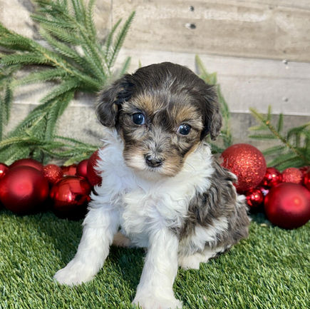 Cavapoo puppy for sale Kyra