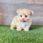Maltipoo puppy for sale Mae