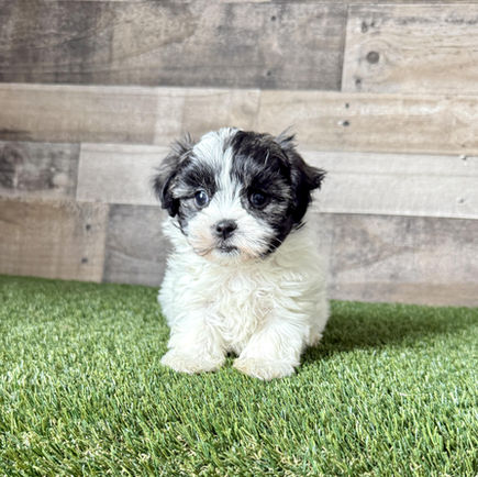 Shih-tzu puppy for sale Sable