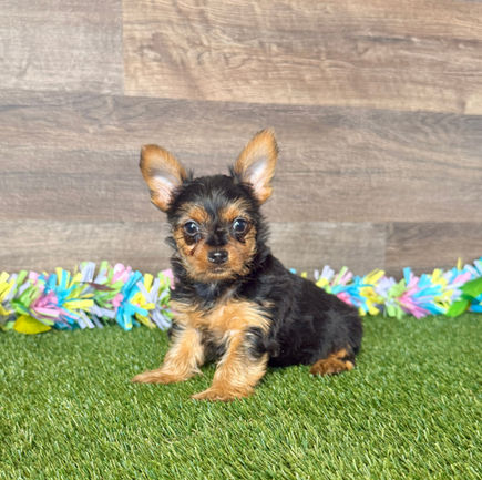 Yorkie puppy for sale Yoko
