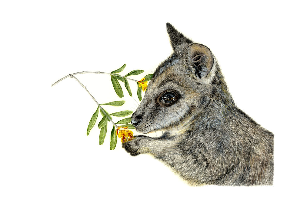 Thumbnail: Tammar Wallaby Greeting Card