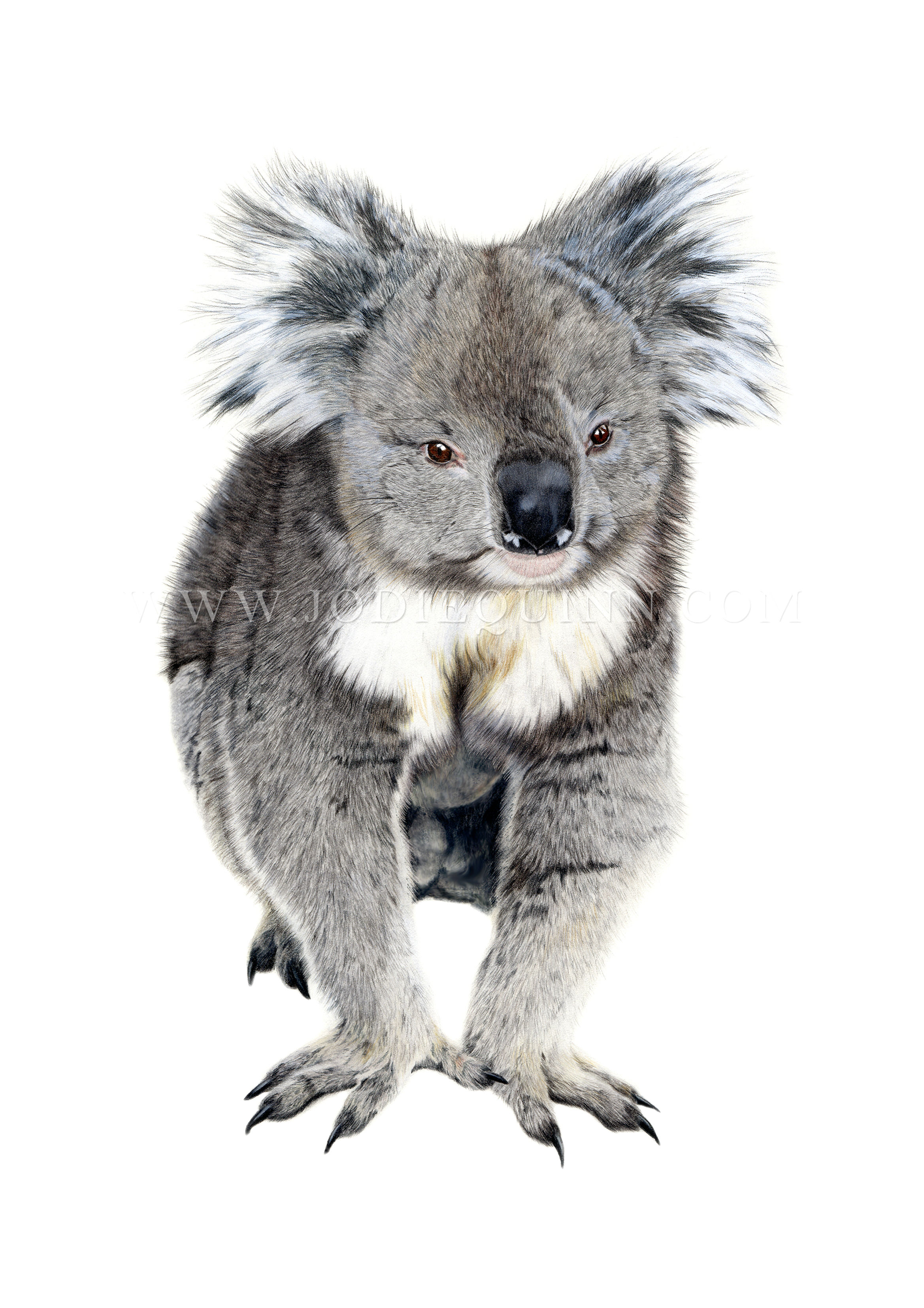 Koala, Original Drawing