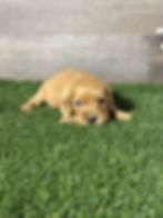 Golden Cavalier puppy for sale Nellie
