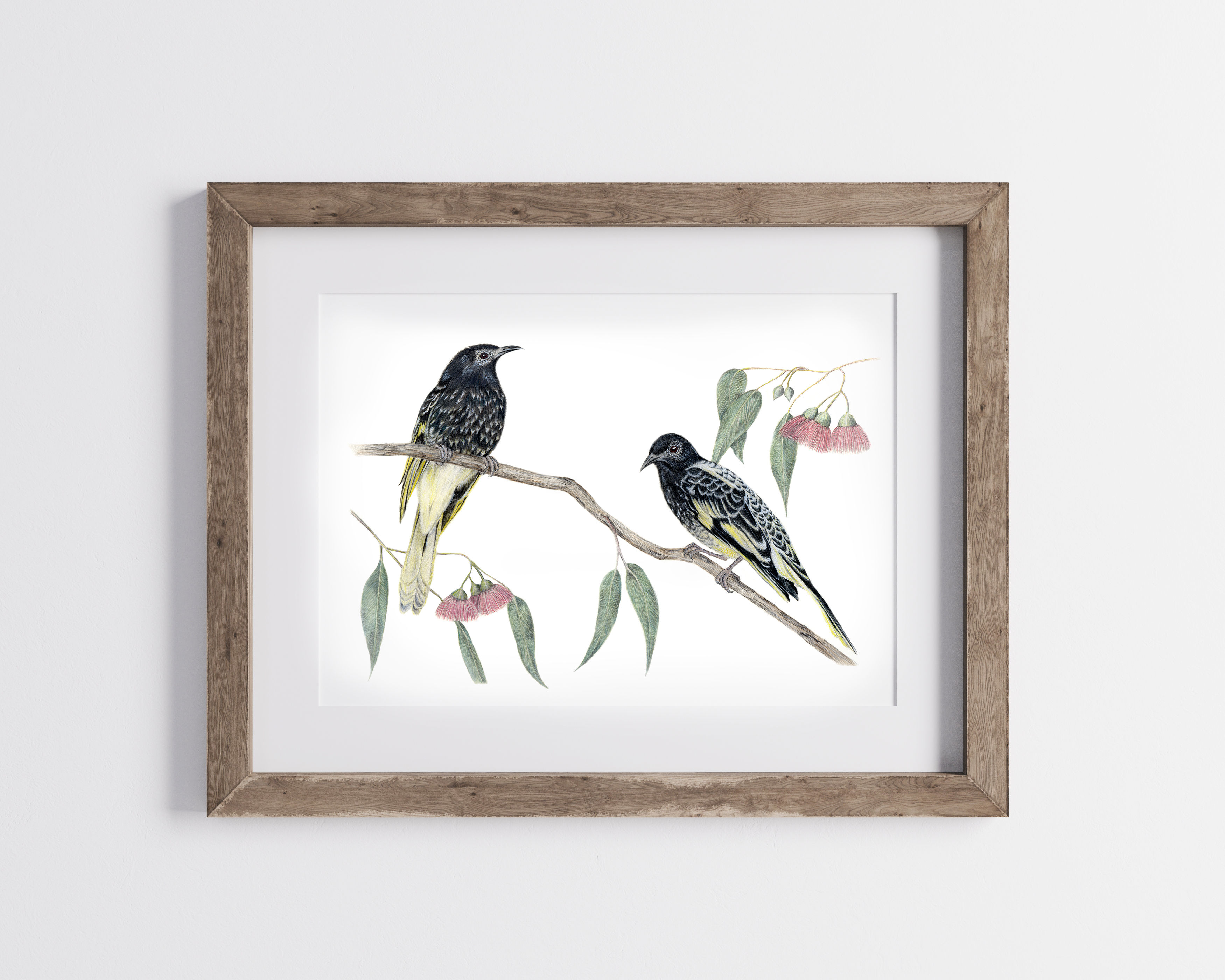 Regent Honeyeater, Limited Edition Print