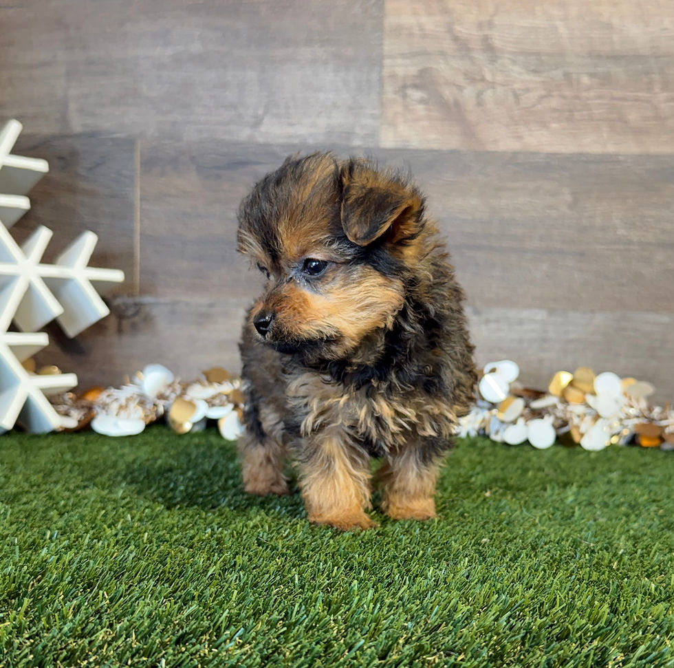 Yorkiepoo puppy for sale Poppy