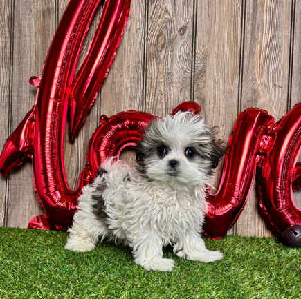 Malshi puppy for sale Velvet