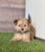 Morkie puppy for sale Warren