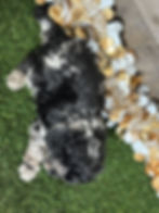 Cavapoo puppy for sale Cal