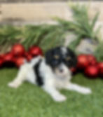 Cavapoo puppy for sale Klaire