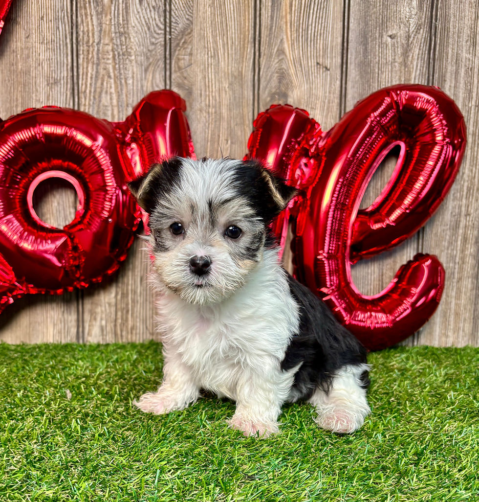 Morkie puppy for sale Wren