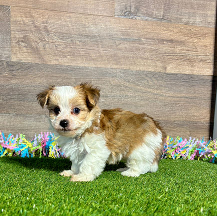 Morkie puppy for sale Heath