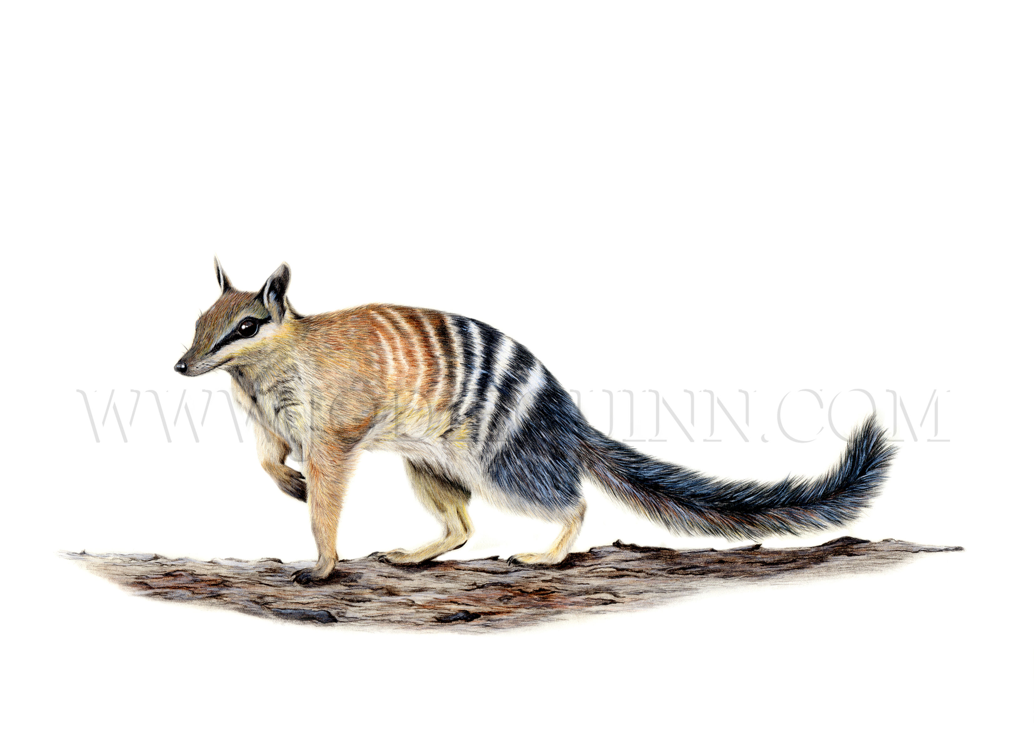 Numbat, Original Artwork