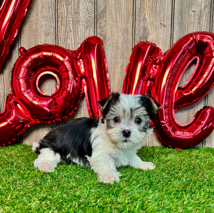 Morkie puppy for sale Wren