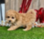 Poodle puppy for sale Georgia
