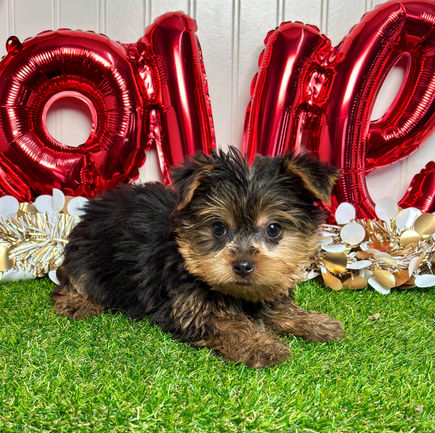 Yorkie puppy for sale Isley
