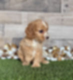 Cavapoo puppy for sale Carter