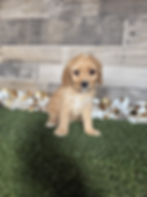Cavapoo puppy for sale Cain