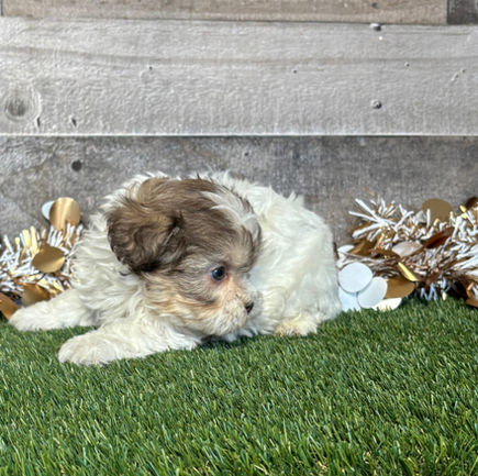 Shih-poo puppy for sale Ruthie