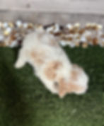 Cavapoo puppy for sale Colt