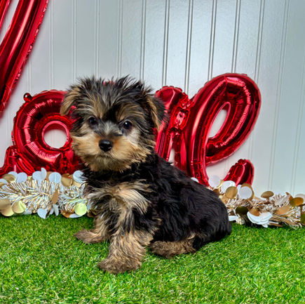 Yorkie puppy for sale Ivy