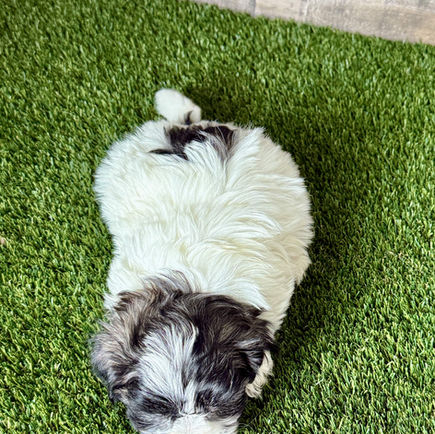 Shih-tzu puppy for sale Sable