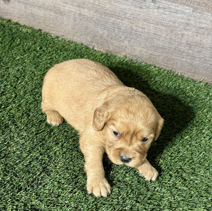 Golden Cavalier puppy for sale Nattie