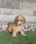 Cavapoo puppy for sale Carter