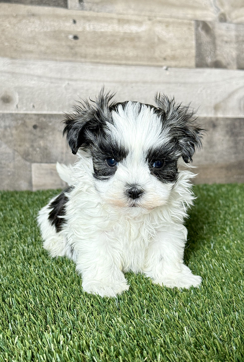 Shih-tzu puppy for sale Simon