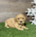 Golden Cavalier puppy for sale Nova