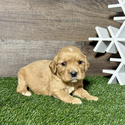 Golden Cavalier puppy for sale Nova
