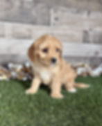 Cavapoo puppy for sale Cain