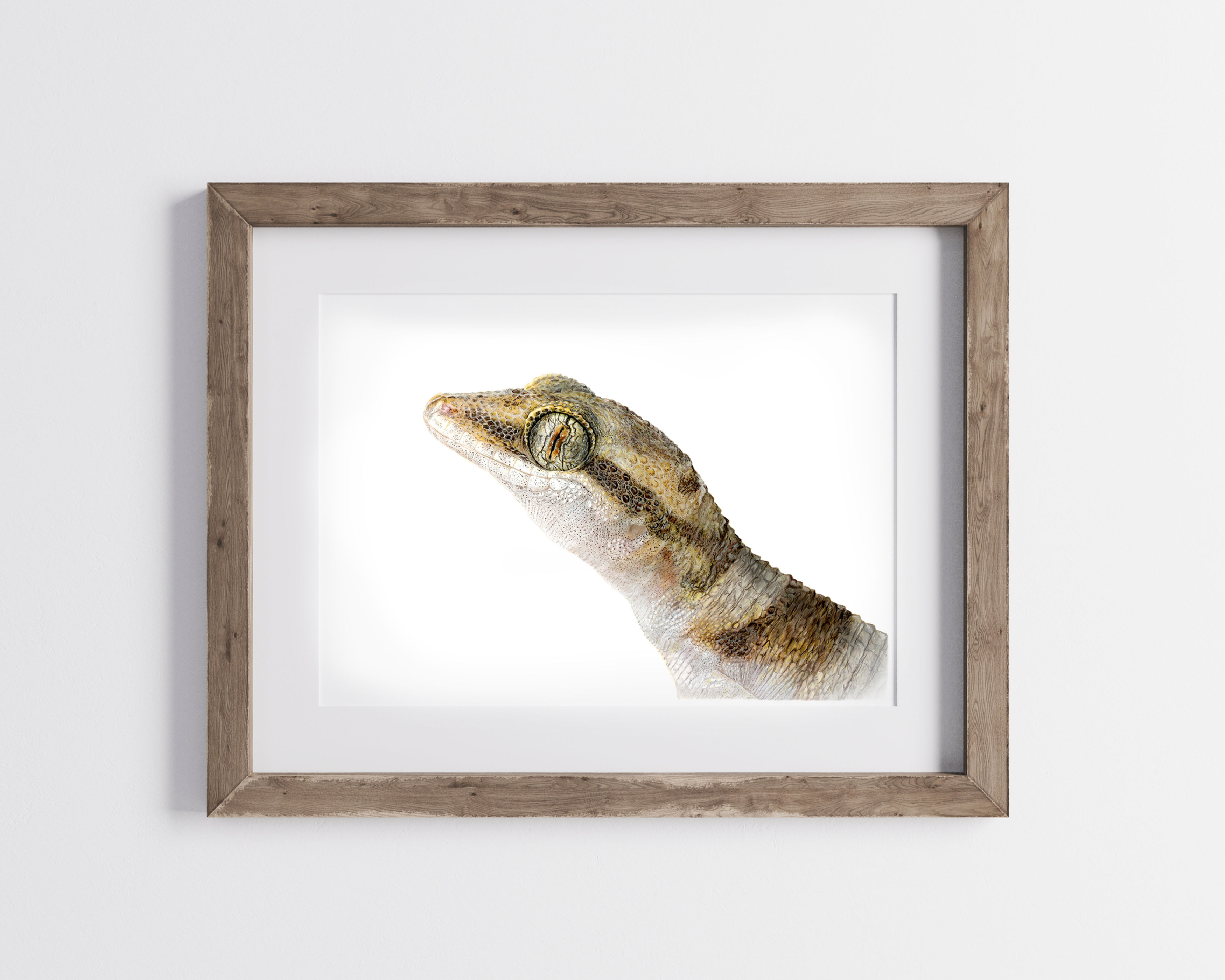 Desert Cave Gecko, Limited Edition Print