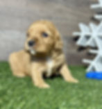 Golden Cavalier puppy for sale Niko