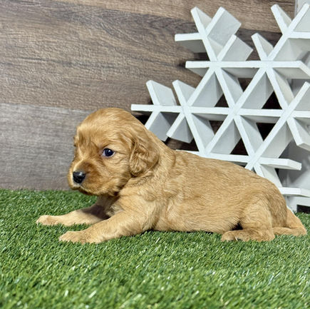 Golden Cavalier puppy for sale Nina
