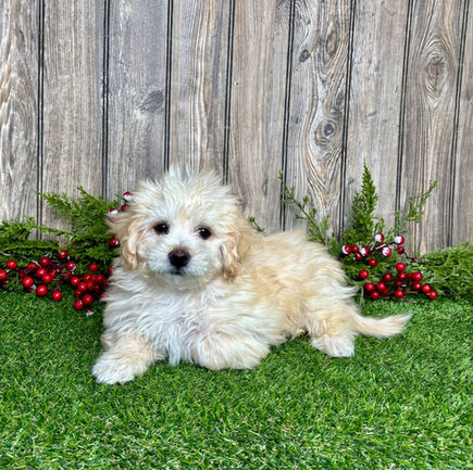 Maltipoo puppy for sale maurice