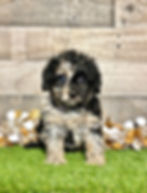 Cavapoo puppy for sale Cal