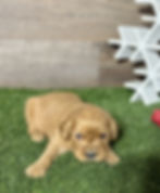 Golden Cavalier puppy for sale Nola