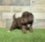 Cavapoo puppy for sale Cyrus