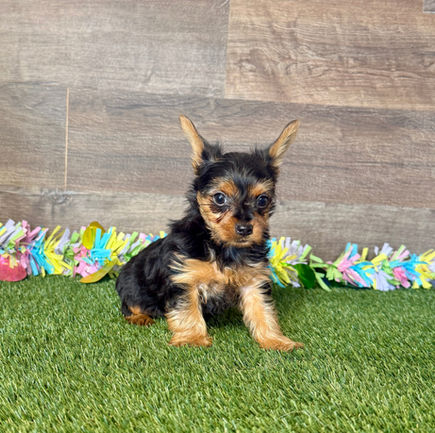 Yorkie puppy for sale Yoko