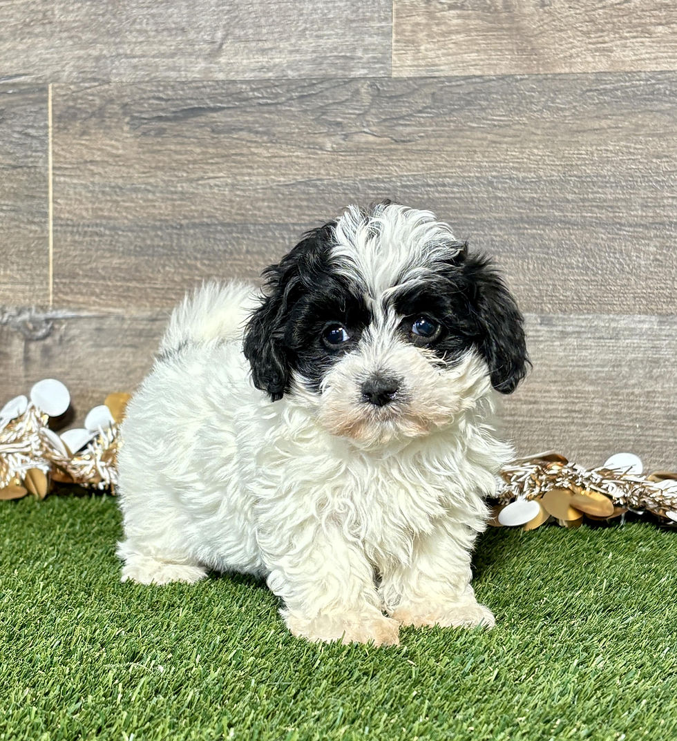 Maltipoo puppy for sale Mya