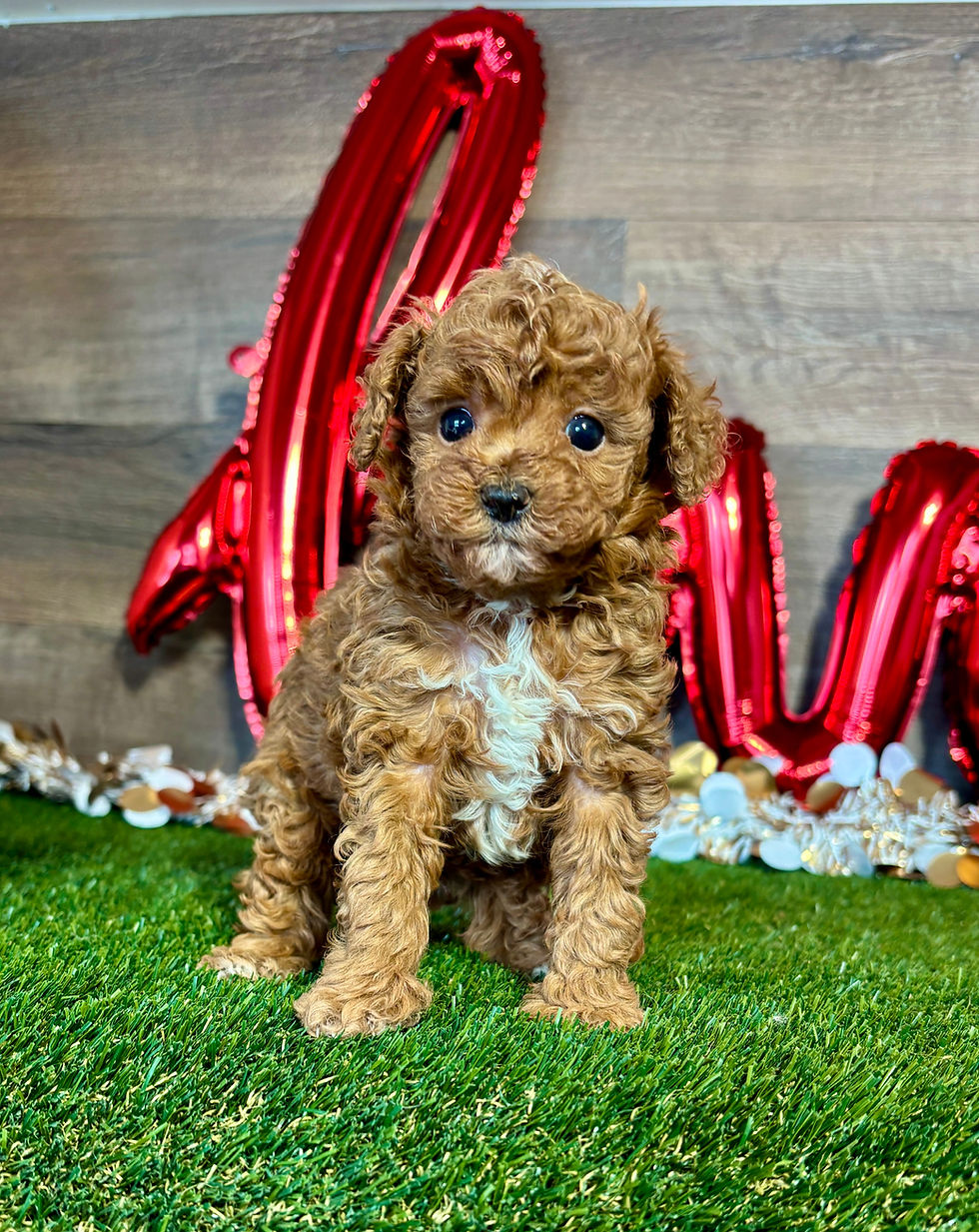 Toy Poodle puppy for sale Gunner