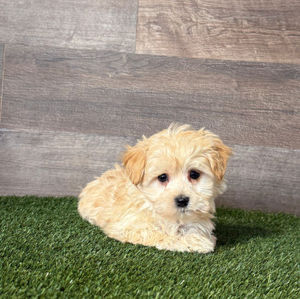 Morkie puppy for sale Piper