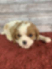 cavalier puppy