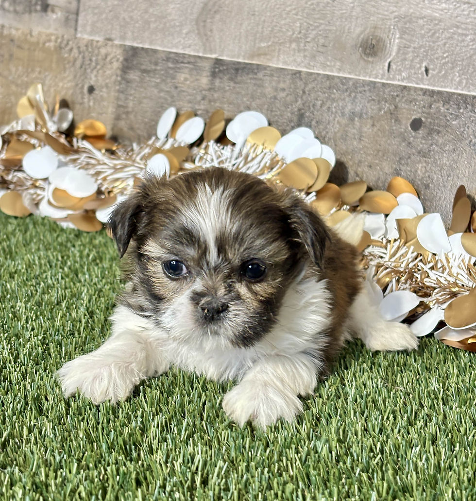 Shih-tzu puppy for sale Siara