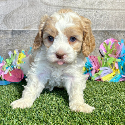 Cavapoo puppy for sale Dion