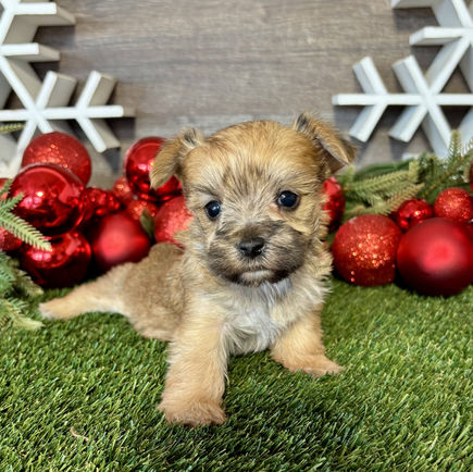 Morkie puppy for sale Gracie